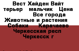 Вест Хайден Вайт терьер - мальчик › Цена ­ 35 000 - Все города Животные и растения » Собаки   . Карачаево-Черкесская респ.,Черкесск г.
